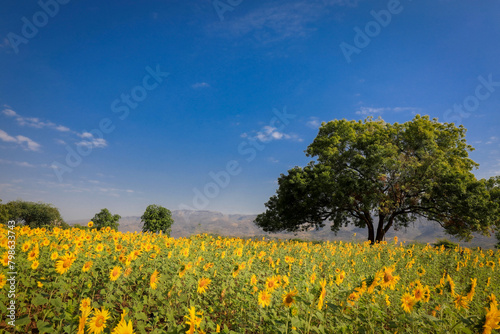 The background showcases a sunflower field against a backdrop of blue sky and mountains. © Ako Kyaw