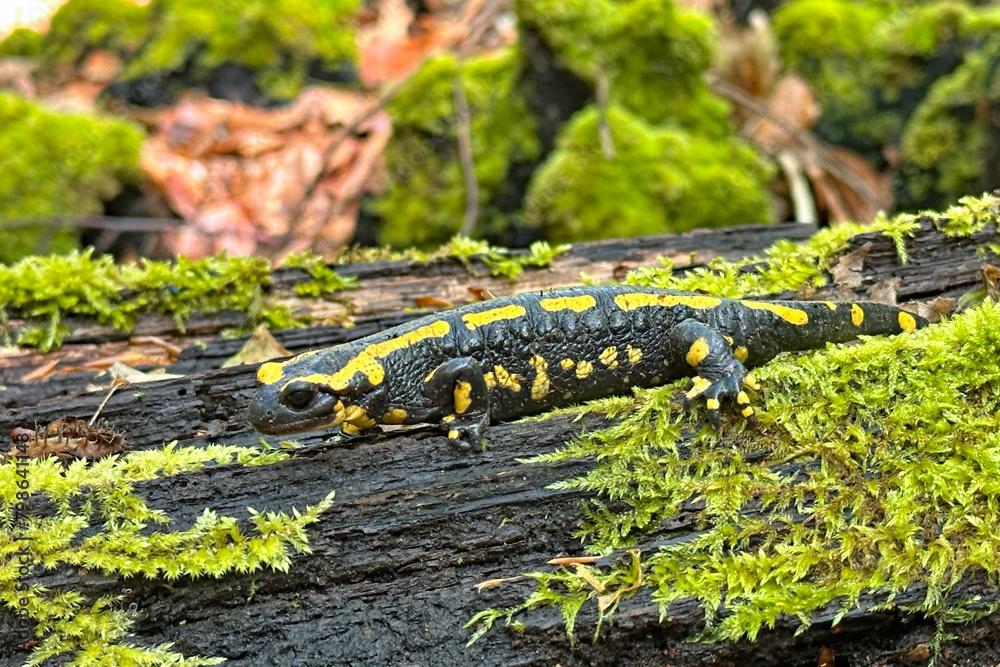 Und noch ein Feuersalamander Und noch ein Feuersalamander
