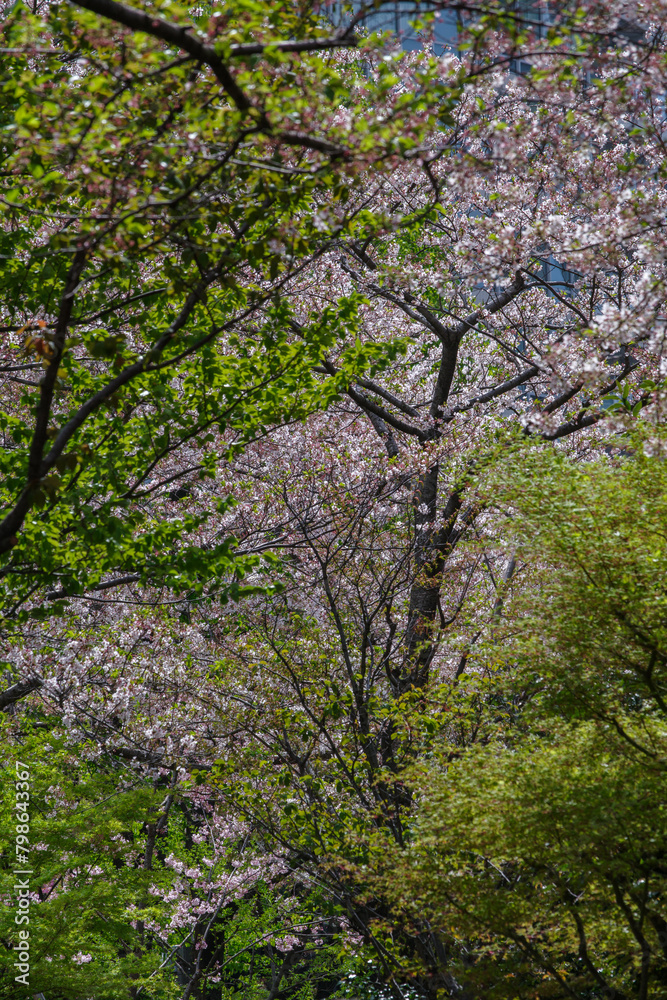 Fototapeta premium 東京港区赤坂5丁目のサクラ風景