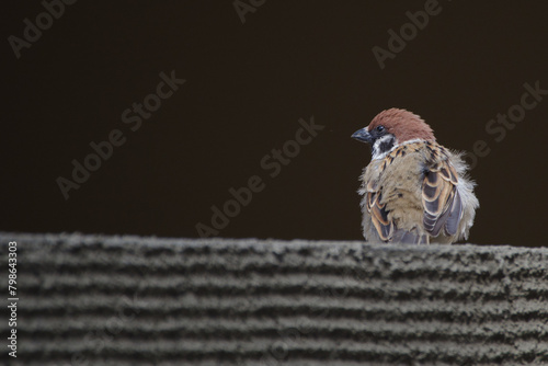 東京赤坂6丁目のスズメ