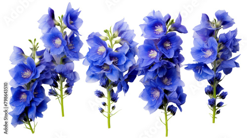 Bloom Isolated Delphinium on Transparent Background