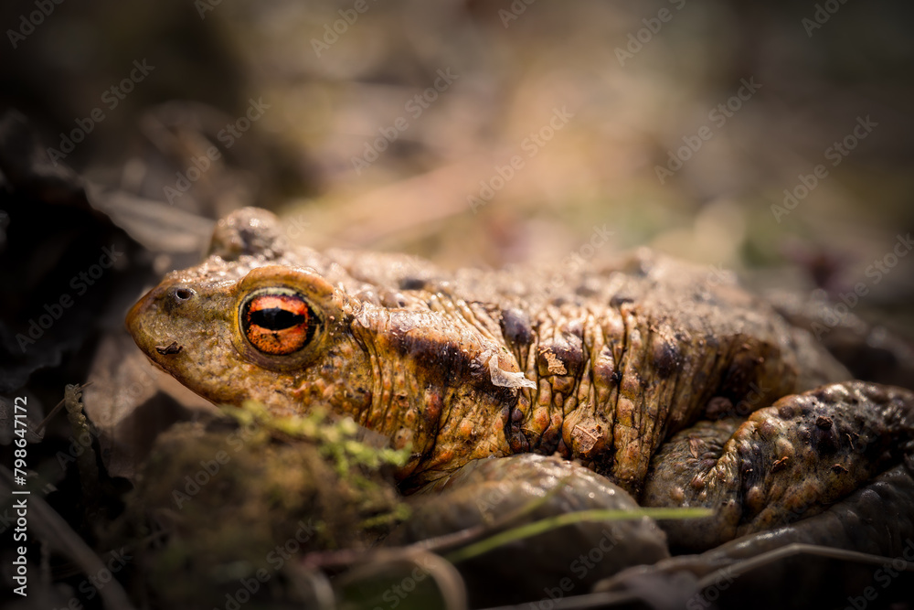 Obraz premium Erdkröte (Bufo bufo)