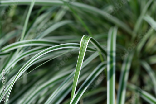 Striped Weeping Sedge Everest leaves photo