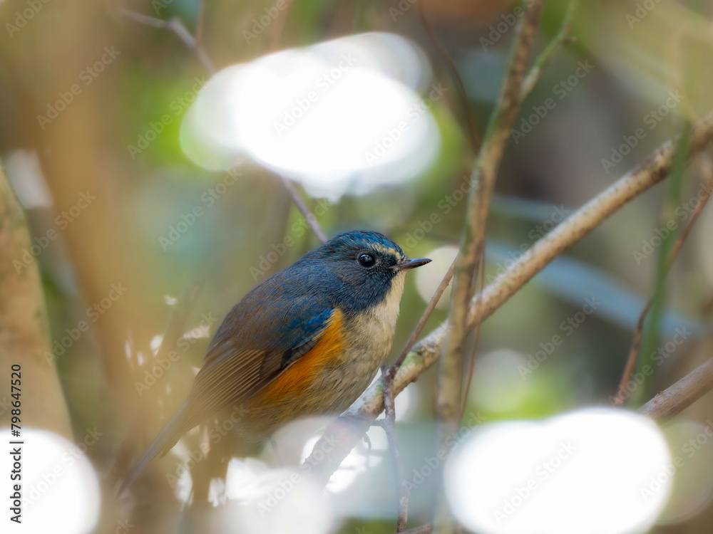 Fototapeta premium 深い藪の奥でリラックスしているルリビタキの雄
