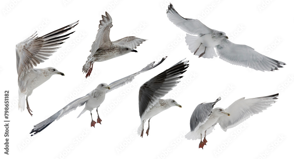 Obraz premium European herring large young six gulls in free flight