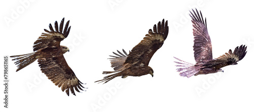 isolated three large black kites in flight