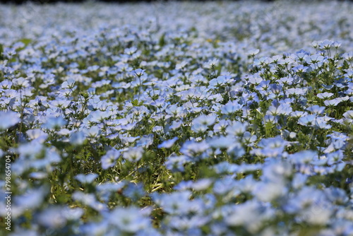 The field of Nemophila flowers 