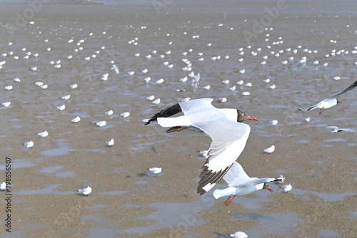 seagulls on the beach