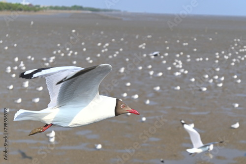 flock of seagulls