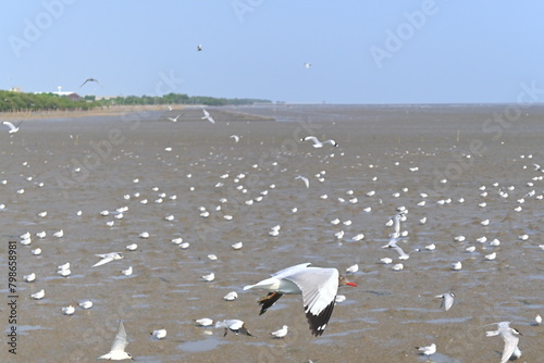seagulls on the beach