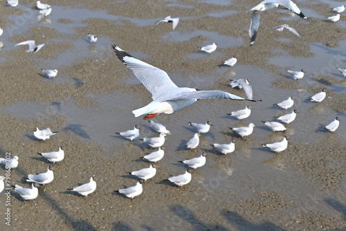seagulls on the beach