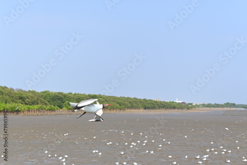 seagull on the beach