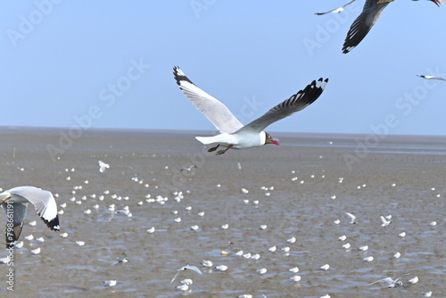 seagulls on the beach