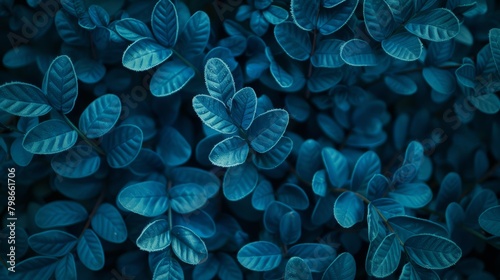   A tight shot of various green plants with distinctly blue undersides to their lower leaves