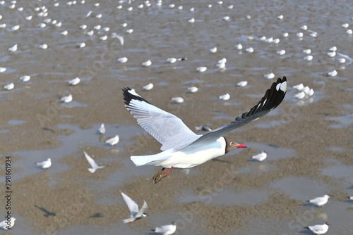 seagull in flight