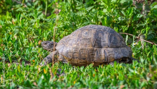 Tortoises (Testudinidae) is a common species in the Southeastern Anatolia region of Turkey.