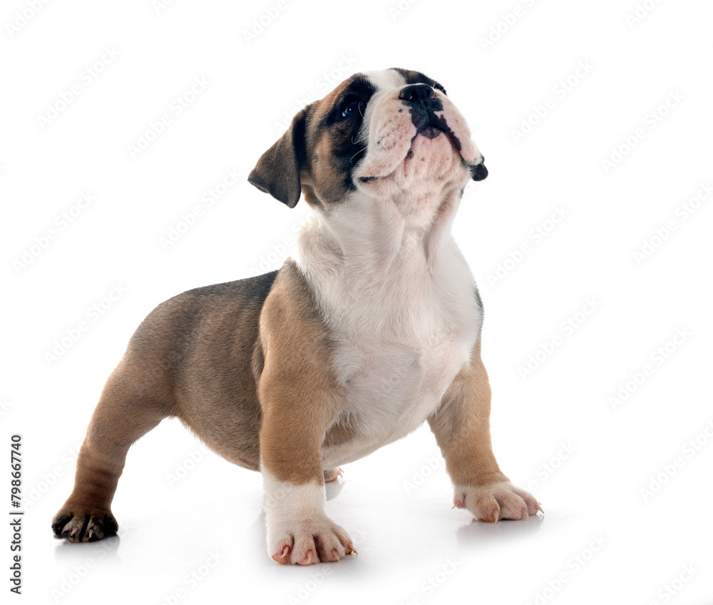 puppy american bully in studio