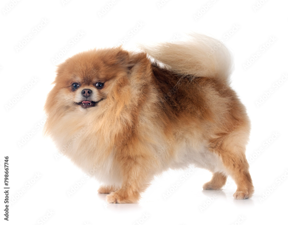 pomeranian in studio pomeranian in studio