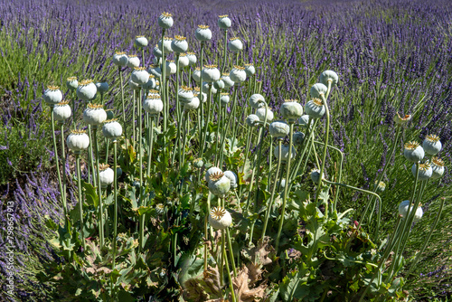 Dry poppy heads on the lavender field background