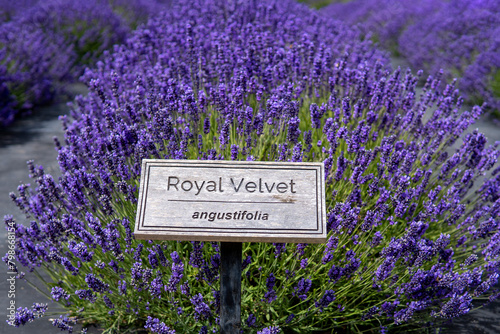 Lavender bushes with sign - Royal Velvet, angustifolia. Lavender field. Lavender flowers on a sunny day 
