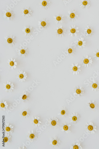 Frame with blank copy space. Chamomile daisy flower buds on white background. Minimal summer flower template