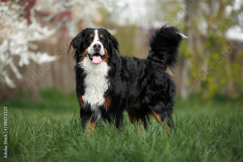 happy bernese mountain dog standing on green grass outdoors in spring