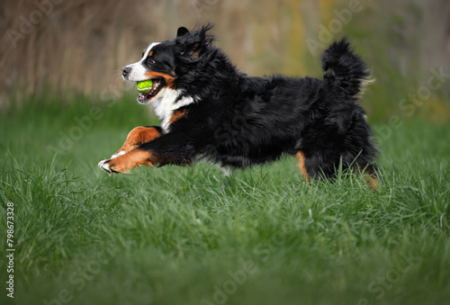happy bernese mountain dog running on green grass with tennis ball in mouth