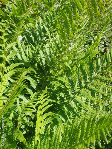 fern plant background (ID: 798673357)