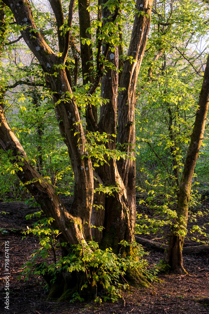 Glorious Spring morning glow landscape image of forest with side light coming through trees Glorious Spring morning glow landscape image of forest with side light coming through trees