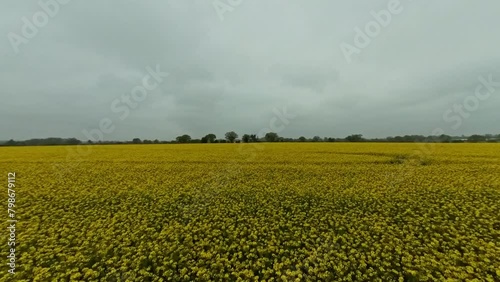  Panning shot of oilseed rape growing in an agricultural field in the Norfolk countryside photo