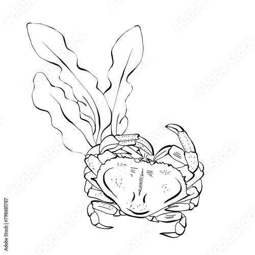 Sea crab and algae bush. Hand drawn illustration, graphic set. Drawn in black ink in sketch style. Isolated on white background, packaging design and children's coloring pages