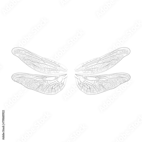 dragonfly wings outline isolated on white background vector illustration
