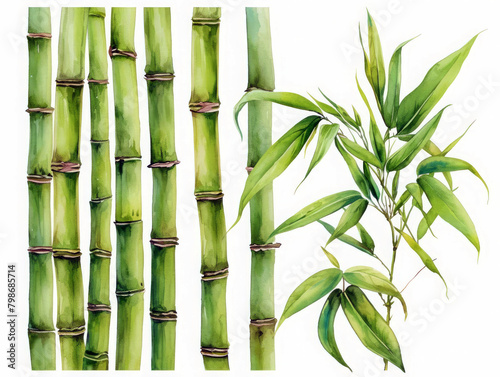 Lush green bamboo shoots reaching upward  strong and straight  detailed in natural growth  isolated on white background  watercolor