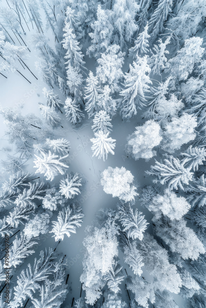 Winter Wonderland Aerial View - forrest covered in snow Winter Wonderland Aerial View - forrest covered in snow