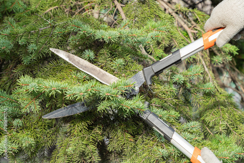 Gardener pruning, spruce, fir tree with hedge shears. Pruning, trimming spruce, fir tree with garden scissors. Cutting branches clippers in garden.