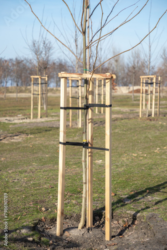Tree Supports-young trees being supported by wooden stakes. Young tree sapling propped and supported by the wooden slats and tied by tape stringon. Vertical.