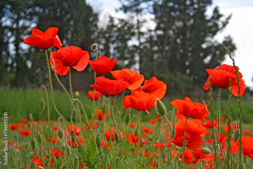 Un champ de coquelicots