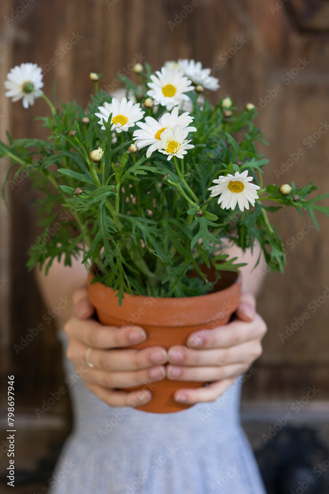Fototapeta premium Girl or woman in front of a wooden door with a pot of white marguerite flowers with petal leaves