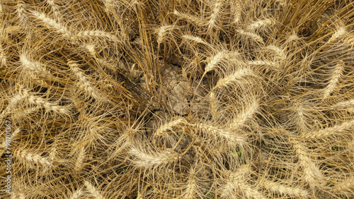 Golden wheat field in summer background texture © PNG River Gfx