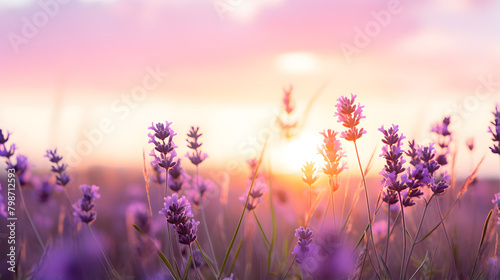 Beautiful lavender meadow under sunset sky 