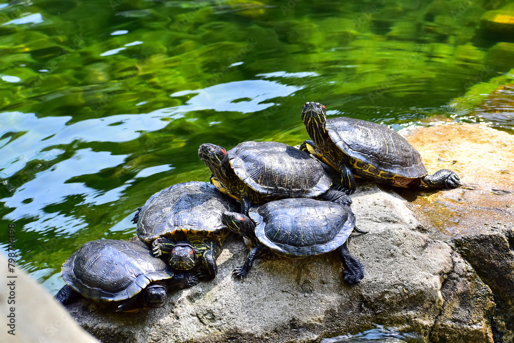 Fototapeta premium Close-up of Red-eared slider sunbathing on the rocks in the pool. Tortoise in the public park with water. Wild animals and nature scene.