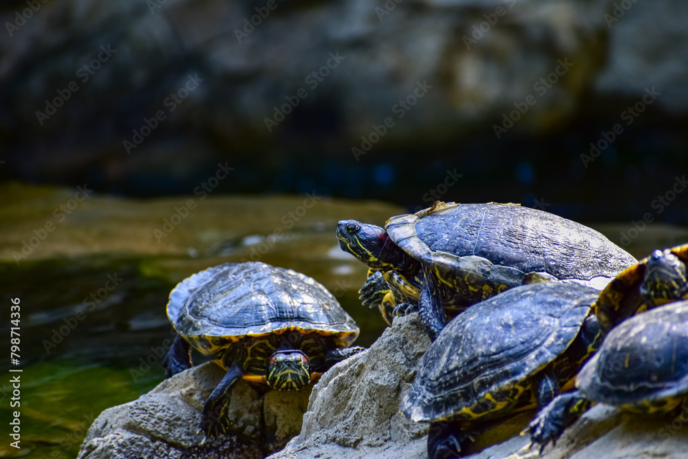 Close-up of Red-eared slider sunbathing on the rocks in the pool. Tortoise in the public park with water. Wild animals and nature scene. Close-up of Red-eared slider sunbathing on the rocks in the pool. Tortoise in the public park with water. Wild animals and nature scene.