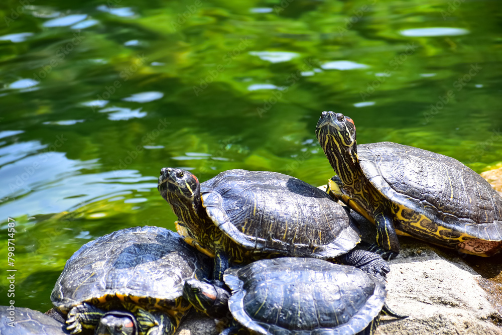 Close-up of Red-eared slider sunbathing on the rocks in the pool. Tortoise in the public park with water. Wild animals and nature scene. Close-up of Red-eared slider sunbathing on the rocks in the pool. Tortoise in the public park with water. Wild animals and nature scene.