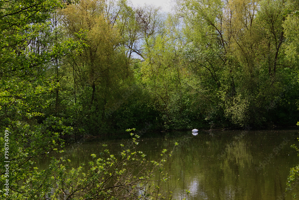 An image of a small lake in a city park, a white swan on the far side of the pond.