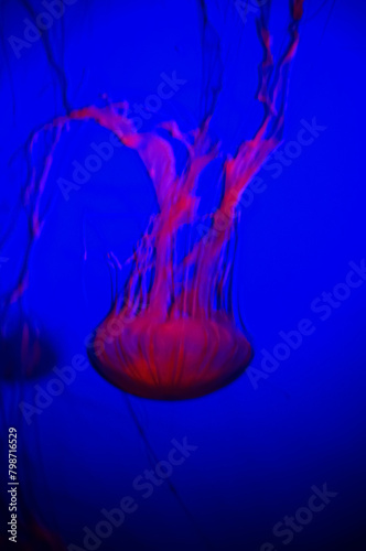 The jellyfish in motion in color. Close-up of the jellyfish. Jellyfish in the water. Animal concept.