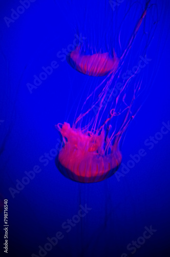 The jellyfish in motion in color. Close-up of the jellyfish. Jellyfish in the water. Animal concept.