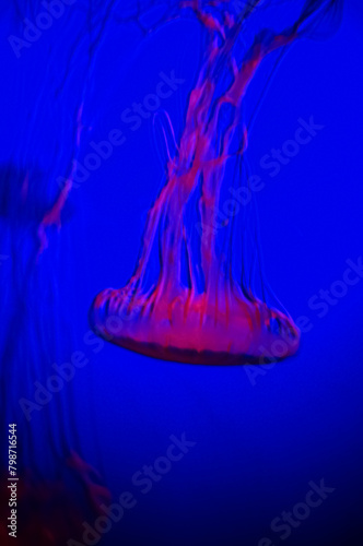 The jellyfish in motion in color. Close-up of the jellyfish. Jellyfish in the water. Animal concept.