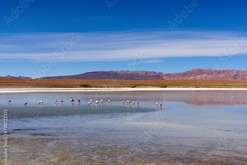 Bolivia, Laguna Kollpa in Avaroa National Park. Flamingos looking for food in the lagoon water. photo