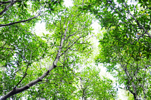 Destination environmental conservation in cock plants or Crabapple mangrove forest with natural sunlight