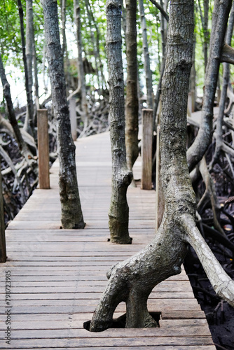 Wooden bridge walkway in Cock plants or Crabapple Mangrove of Mangrove Forest in tropical rain forest of Thailand
